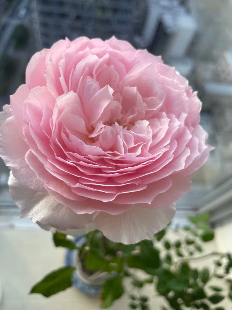 セール❣️激レア！ラスト！超強健強香！いつも心を揺さぶられる美しい和バラ苗