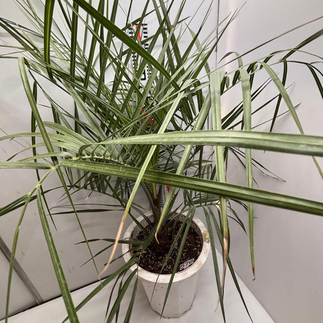 《希少》ココスヤシ 　１０号(30cm)鉢　#576