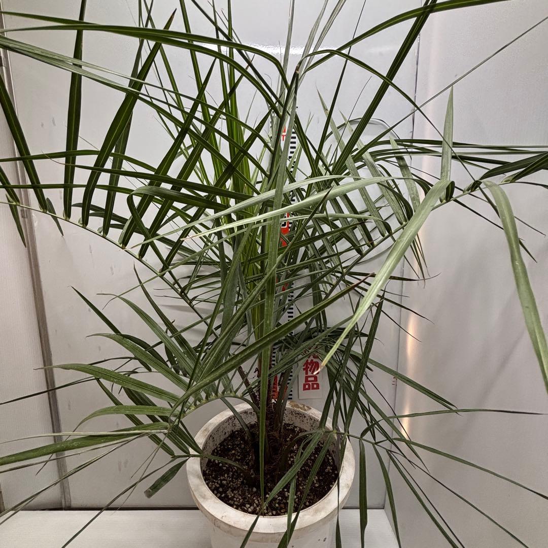 《希少》ココスヤシ 　１０号(30cm)鉢　#576