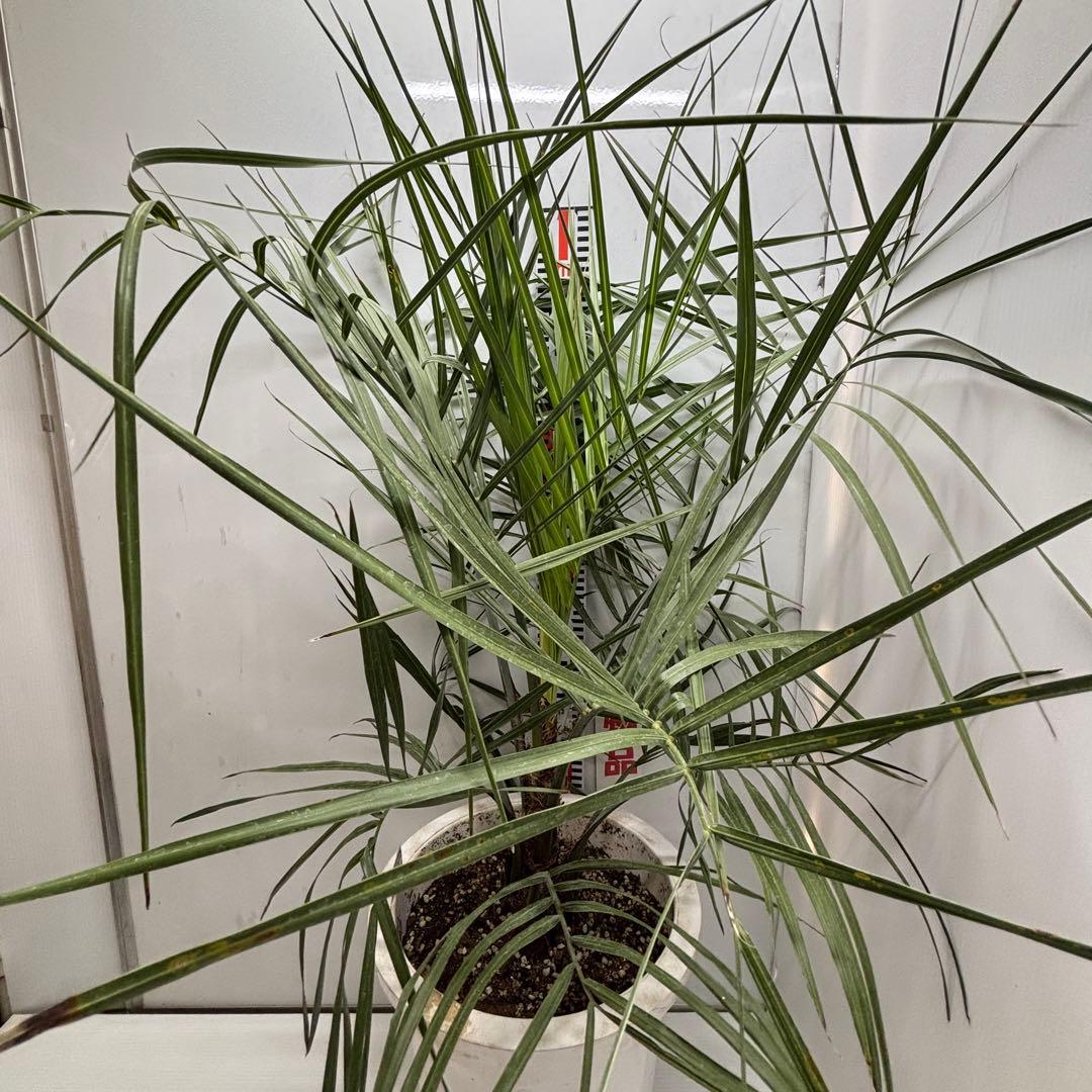 《希少》ココスヤシ 　１０号(30cm)鉢　#576