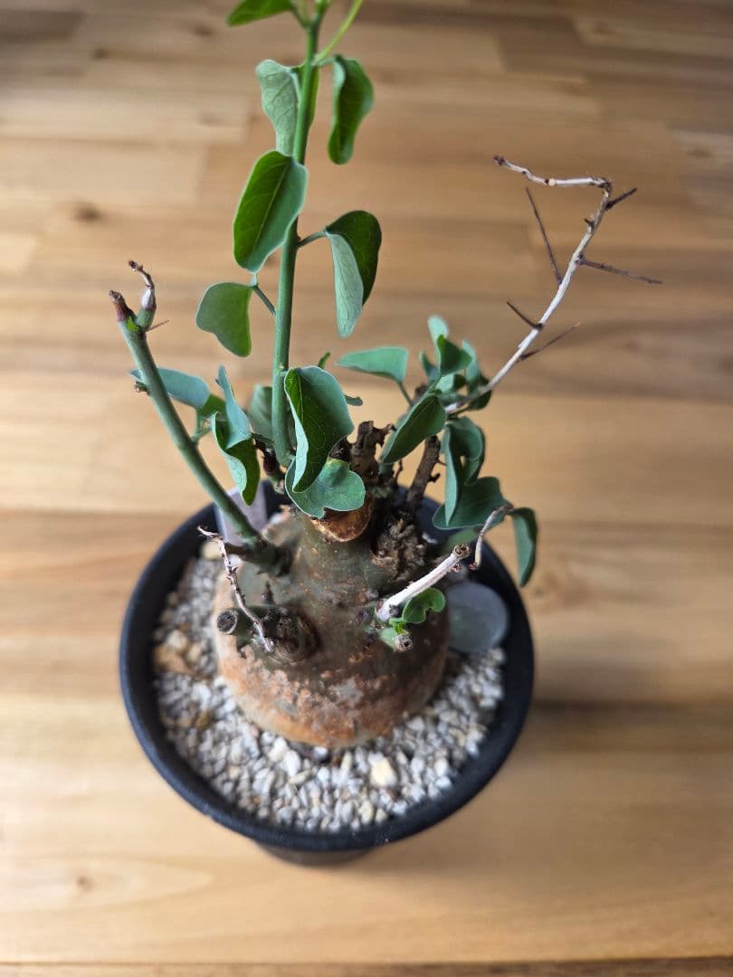 アデニアスピノーサ