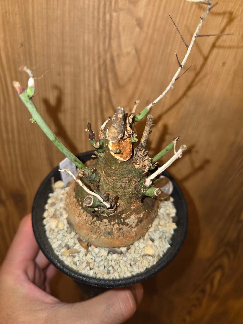 アデニアスピノーサ