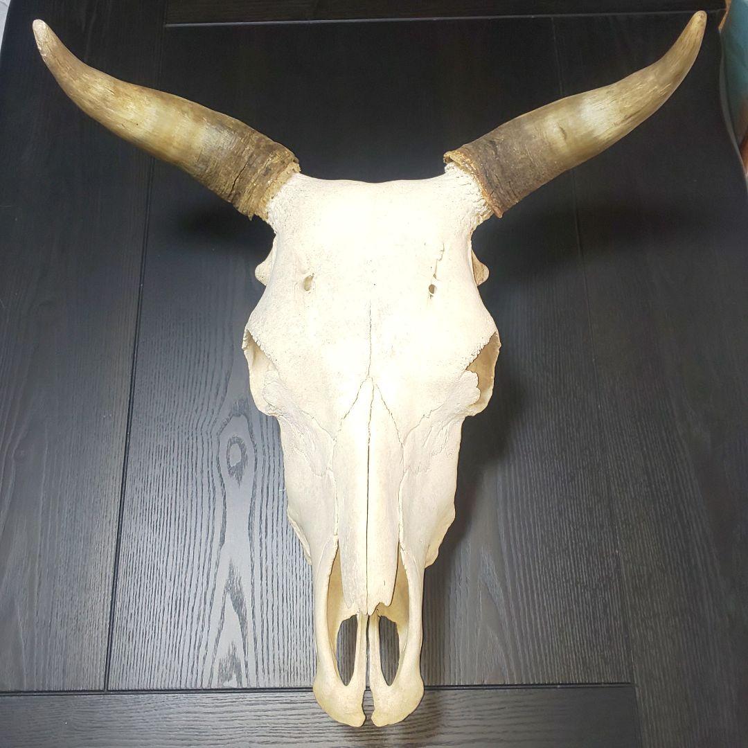 牛頭蓋骨本物美術教材オブジェ魔法使いの嫁