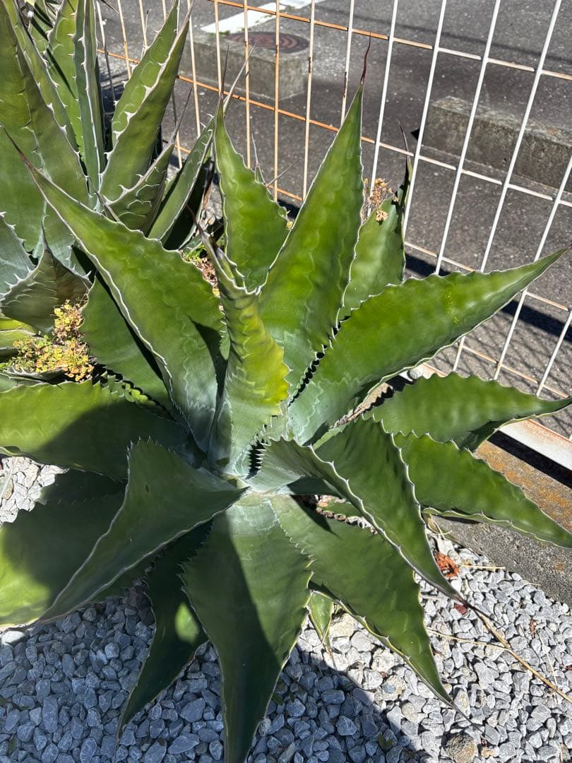 アガベ　ローガンカルフォーン②