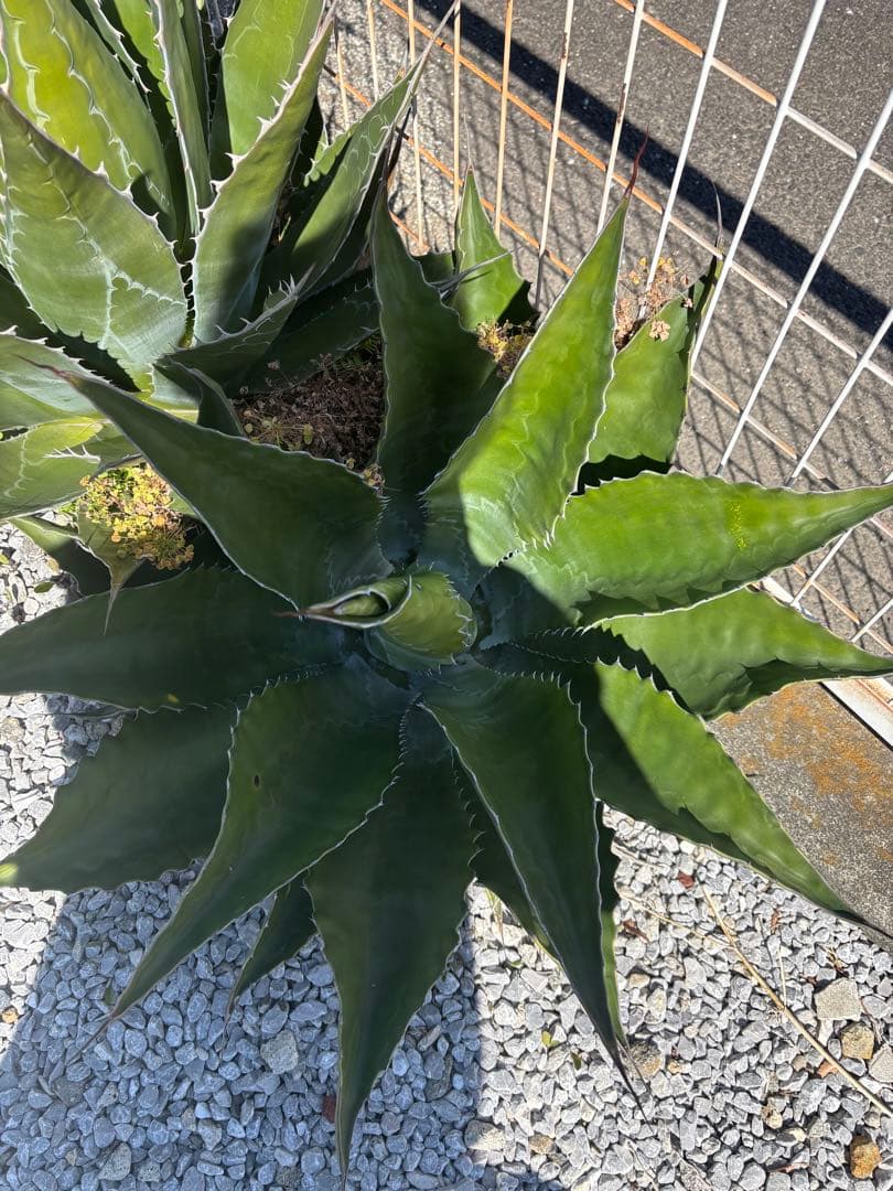 アガベ　ローガンカルフォーン②