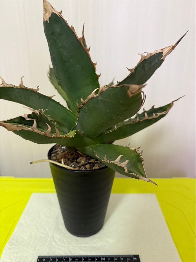 アガベ チタノタ ゴジラ