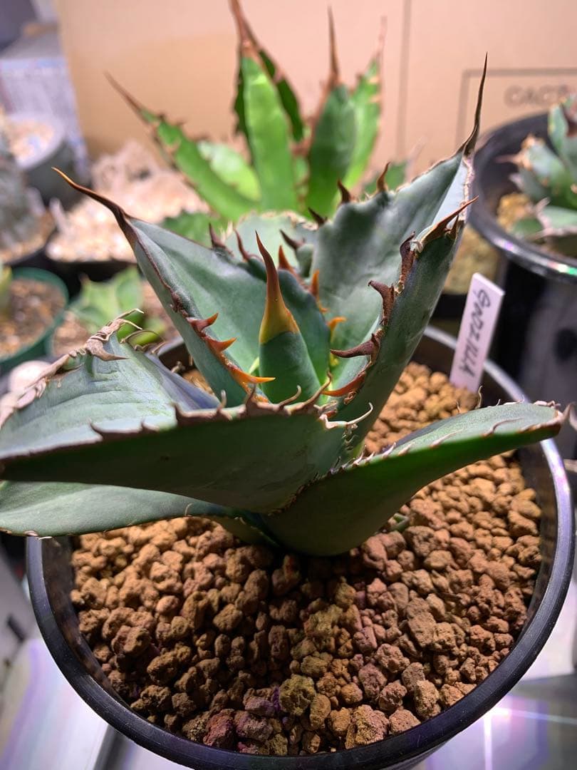 アガベ チタノタ ゴジラ