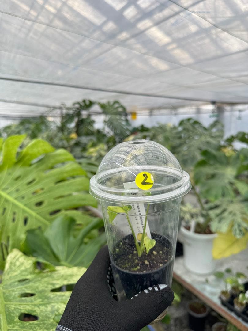 2 モンステラ　エレクトロライト　組織培養苗　順化済