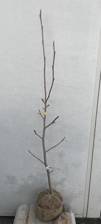 《現品》モクレン　エリザベス　樹高1.3ｍ（根鉢含まず）32【黄花/苗木】