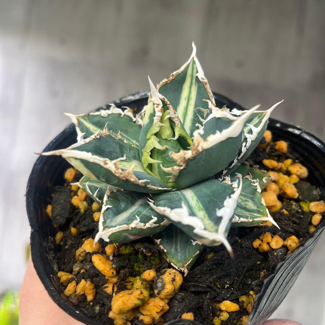 アガベ狼人錦斑入りコレクション株抜き苗発送