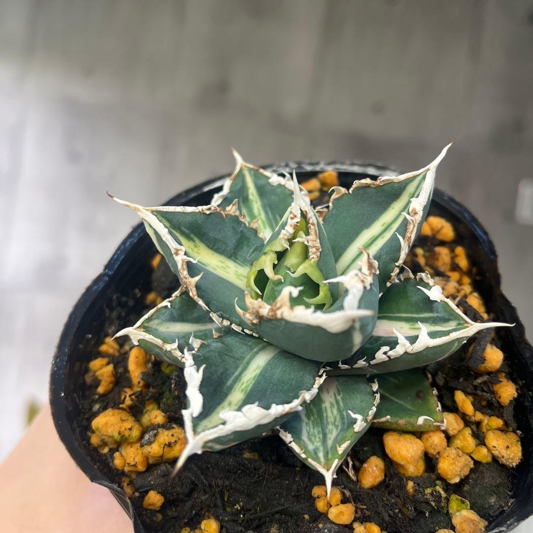 アガベ狼人錦斑入りコレクション株抜き苗発送