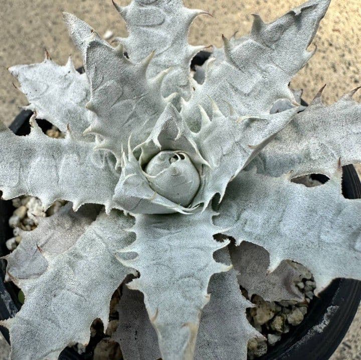 残2エンコリリウム アガボイデス 種子3粒　encholirium dyckia