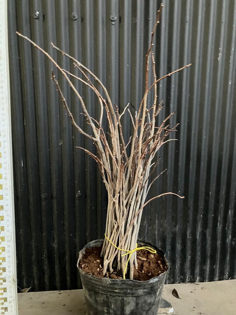 実生　ポポー　35本　台木