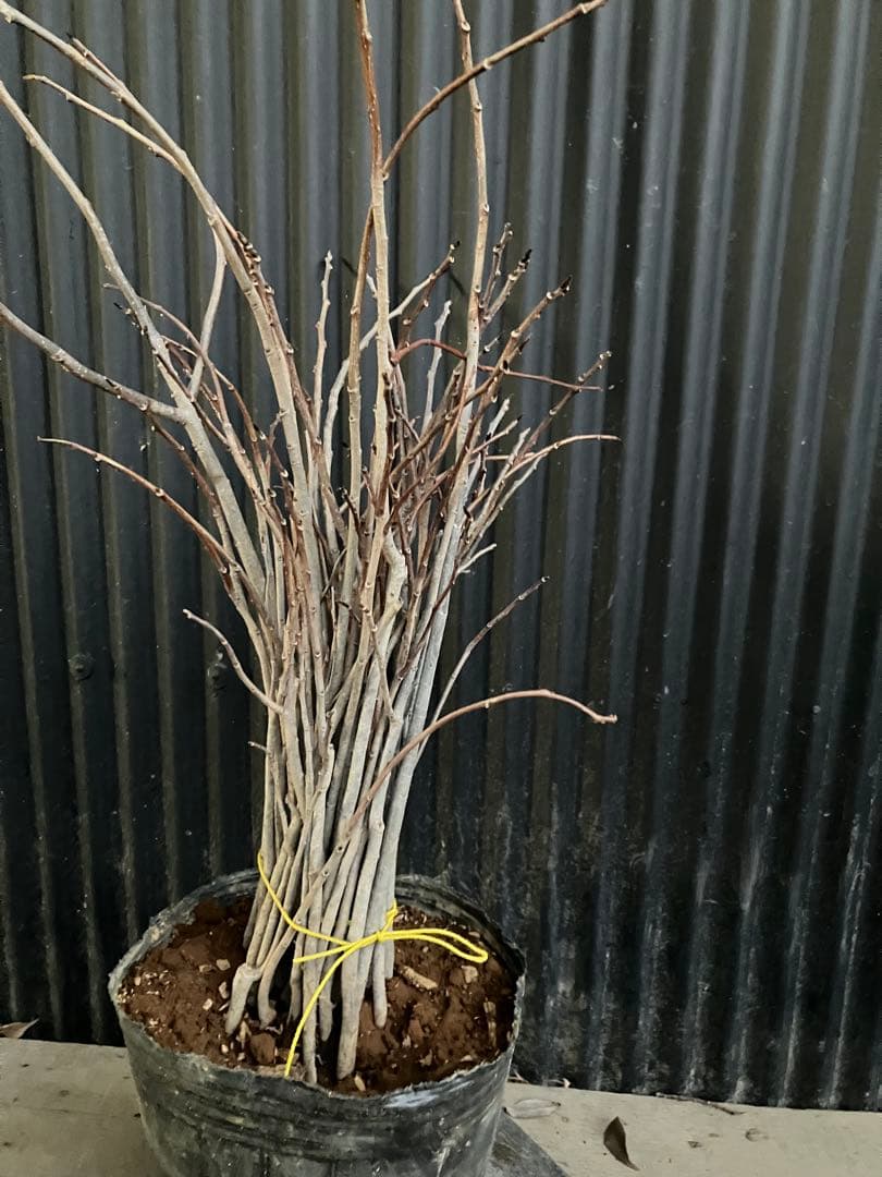 実生　ポポー　35本　台木