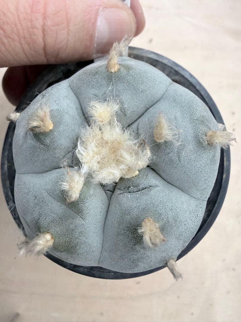 ペンタゴナ　鳥羽玉　ロホホラ　サボテン　銀冠玉