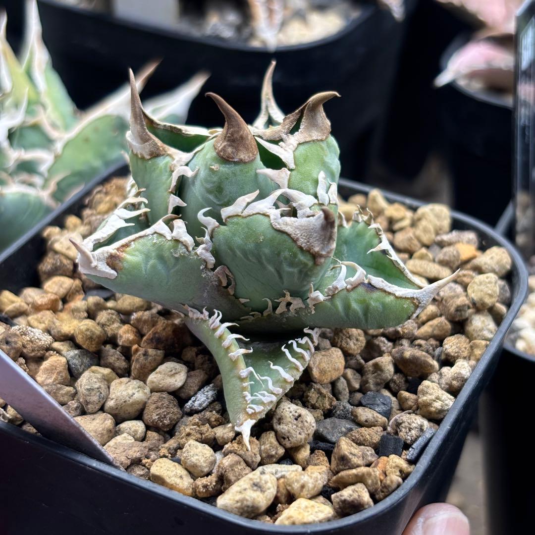 アガベ　CJspecial　CJスペシャル　子株