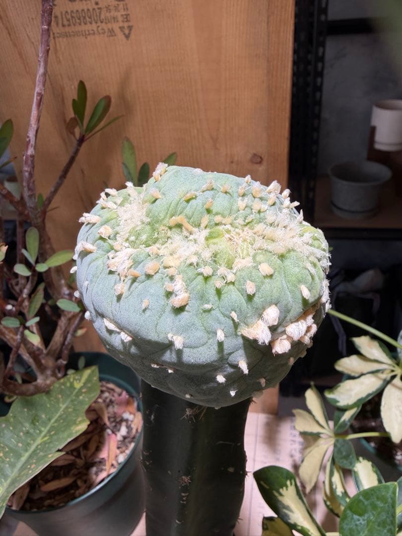 綴化　ロフォフォラ　台付