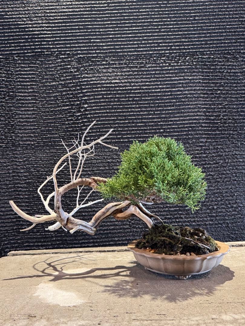 真柏 盆栽 高さ約26cm