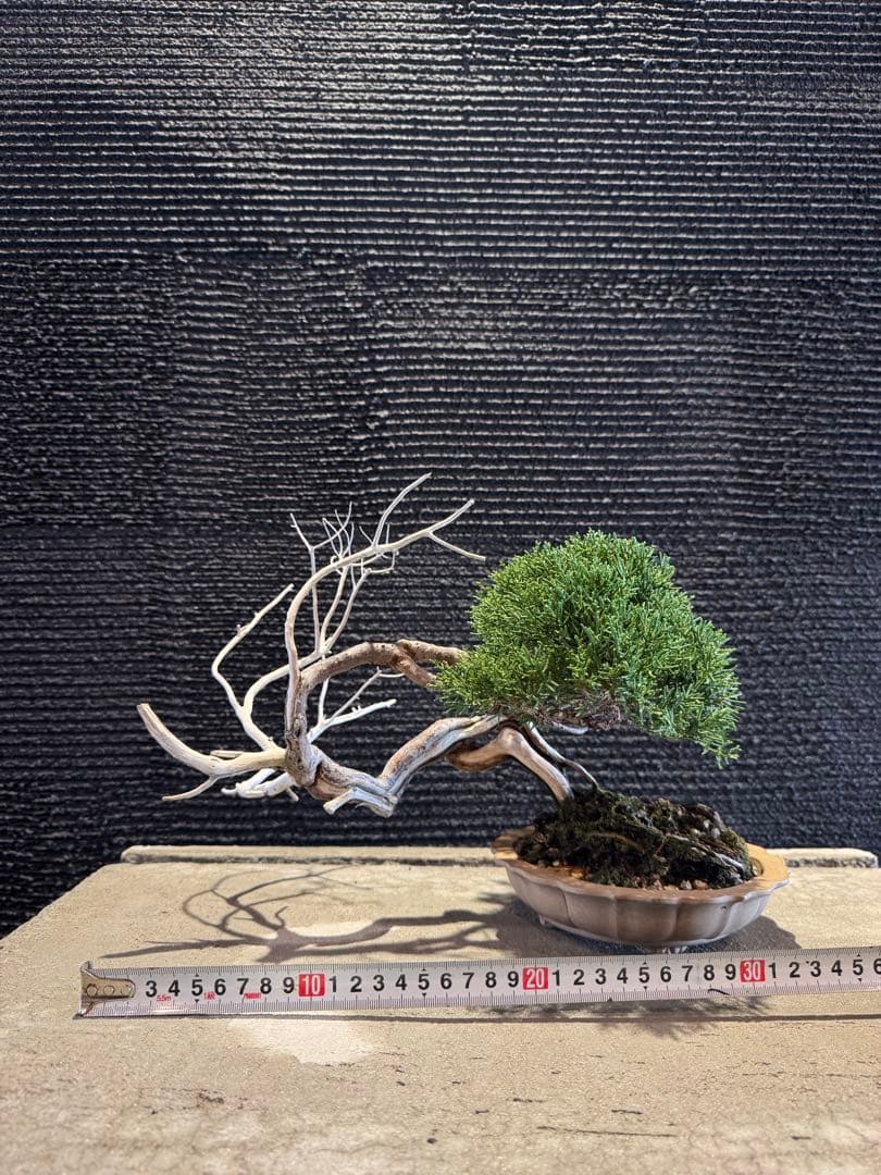 真柏 盆栽 高さ約26cm