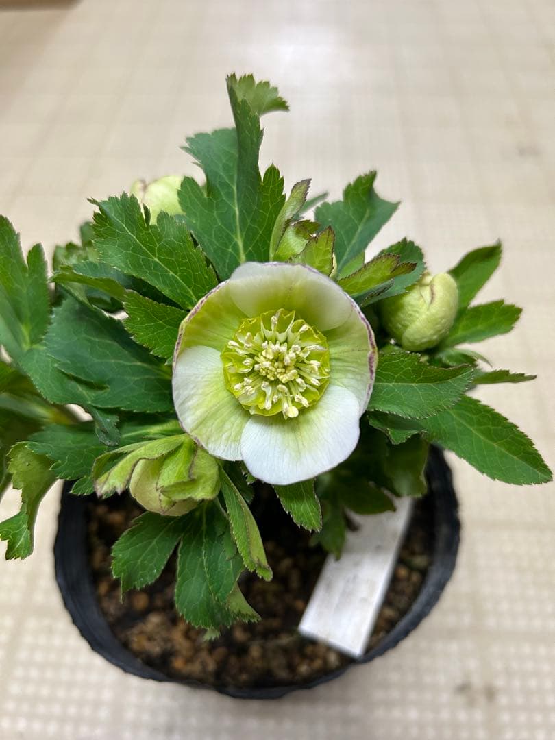 カップ咲き グリーンセミダブル 加藤農園 クリスマスローズ 同梱可能