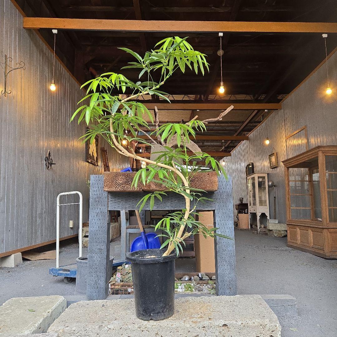 ⑥　シェフレラ　アンガスフォリア　8号曲がり仕立て特大苗木最高等級極上品‼️