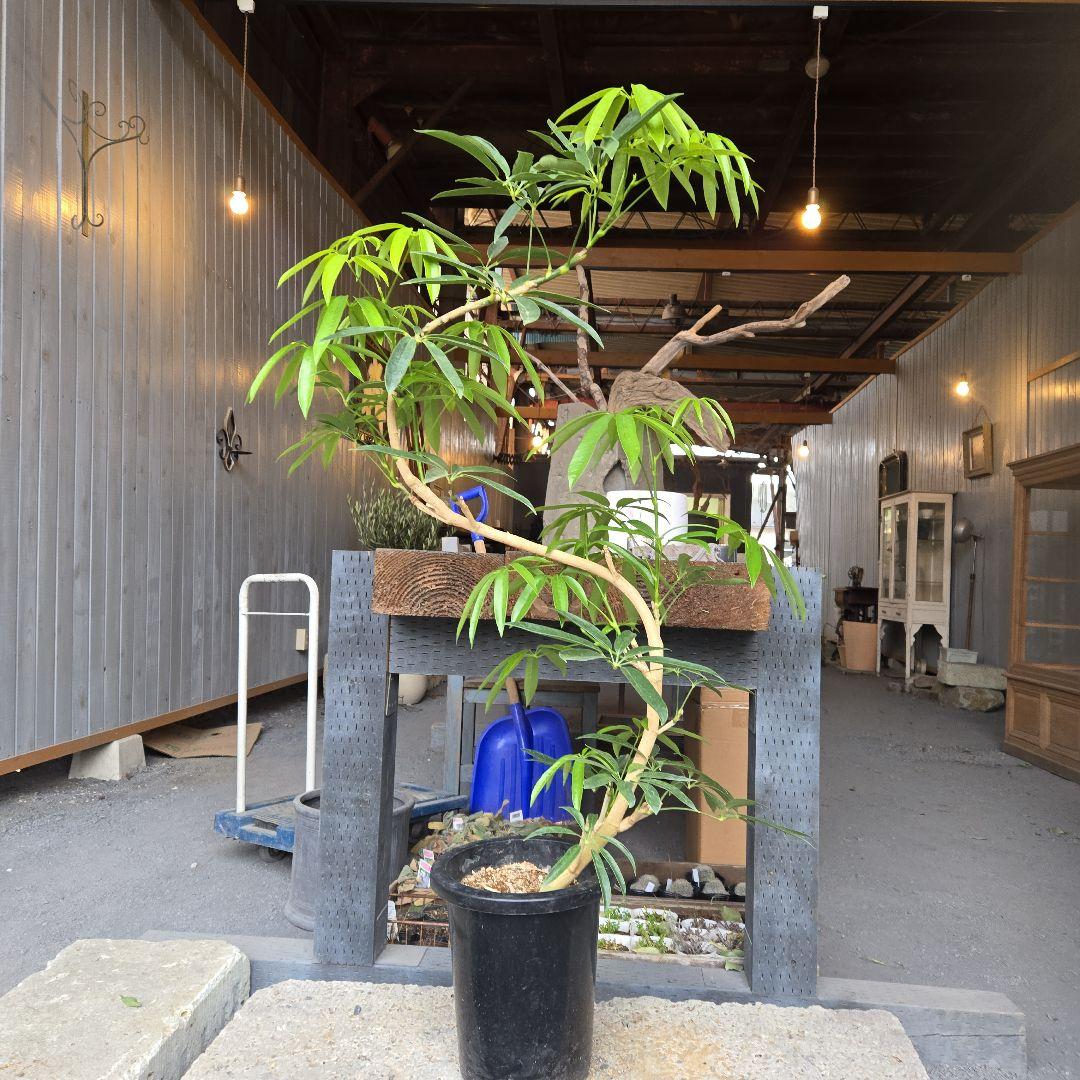 ⑥　シェフレラ　アンガスフォリア　8号曲がり仕立て特大苗木最高等級極上品‼️