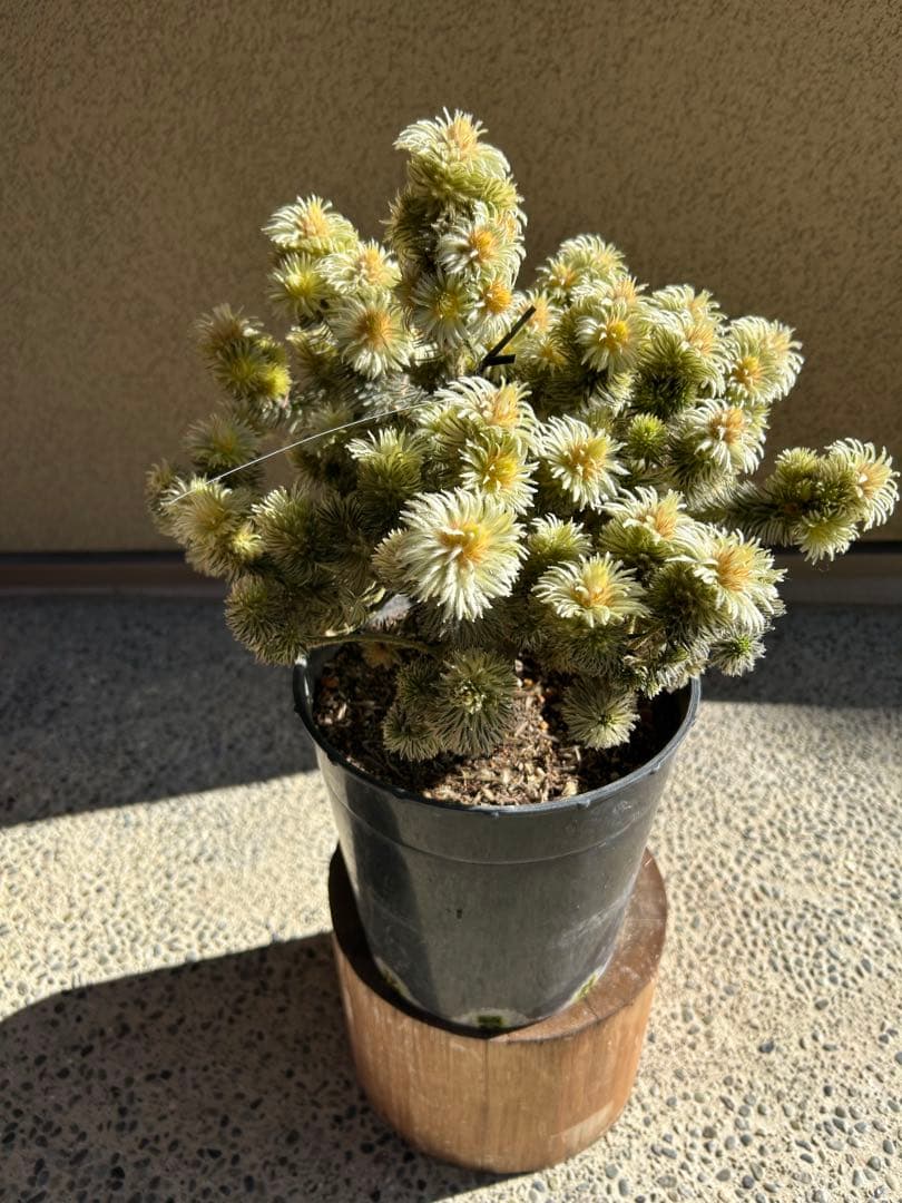 フィリカプベッセンスワフトフェザー7号特A①