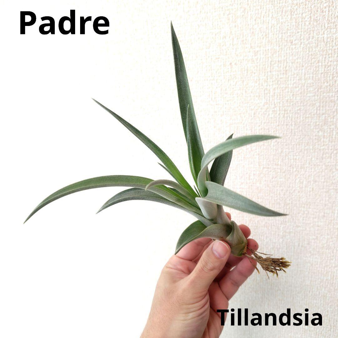 チランジア パドレ