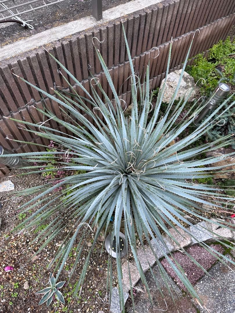 ダシリリオン　ウィーレリ