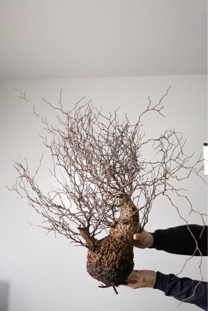 BP91　 オペルクリカリア パキプス コーデックス ベアルート株