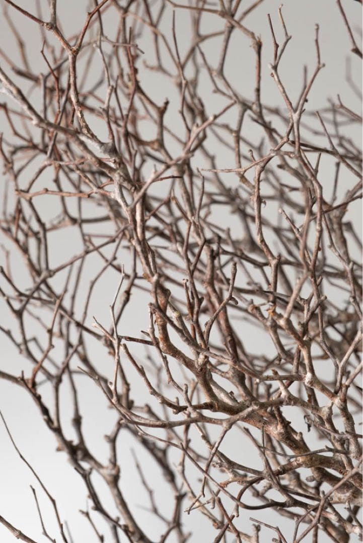 BP91　 オペルクリカリア パキプス コーデックス ベアルート株