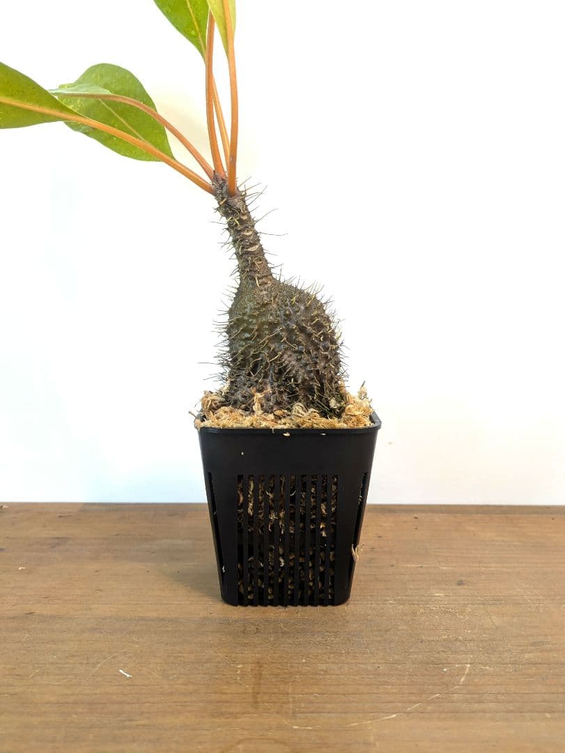 ミルメコディア プラティティレア オレンジ ペティオールズ アリ植物