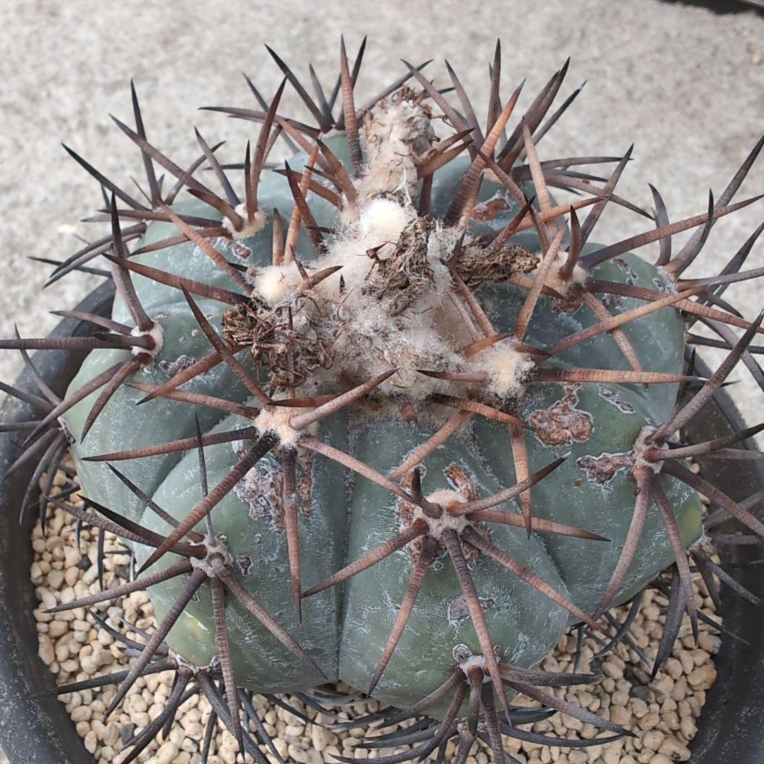 実生　古株　エキノカクタス　雷帝　(黒刺太平丸)　鉢径16センチ　鉢ごと送料込み