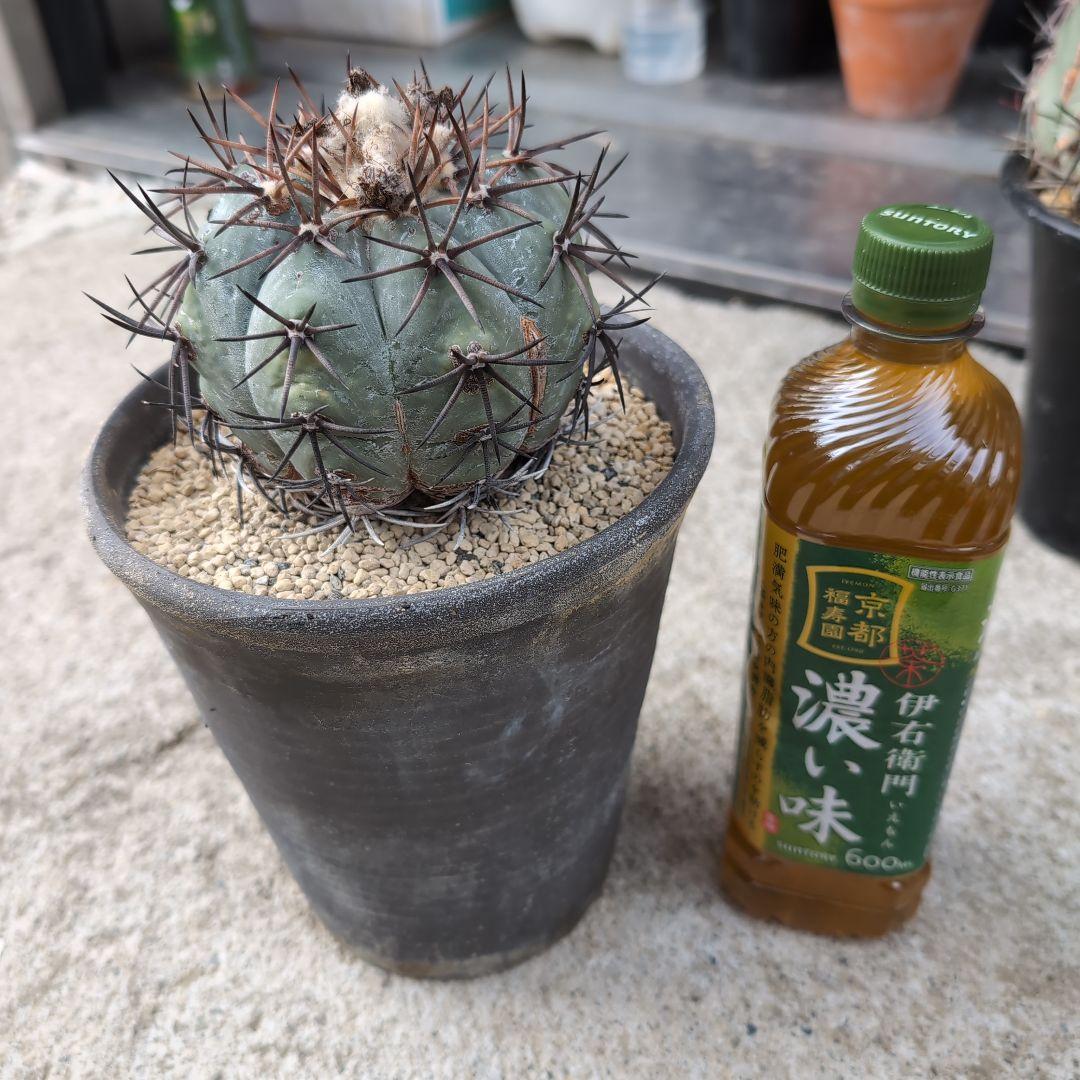 実生　古株　エキノカクタス　雷帝　(黒刺太平丸)　鉢径16センチ　鉢ごと送料込み