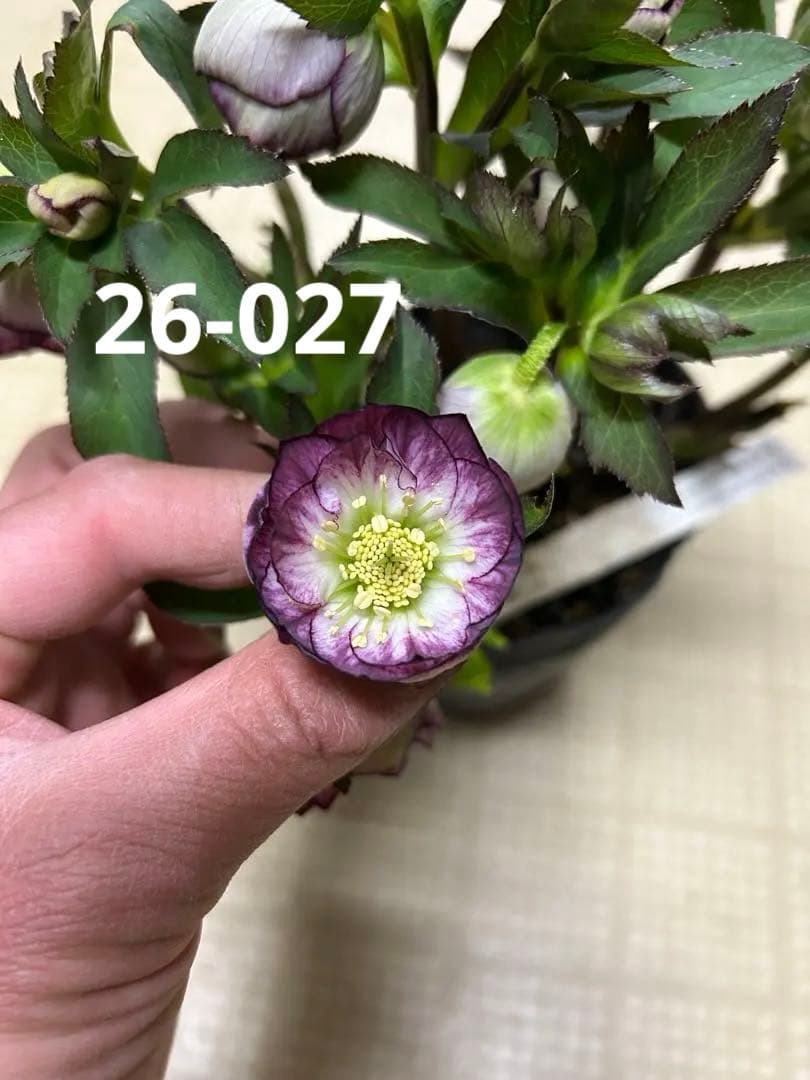 レッドエンジェル×レッドエンジェル交配 加藤農園 クリスマスローズ 同梱可能