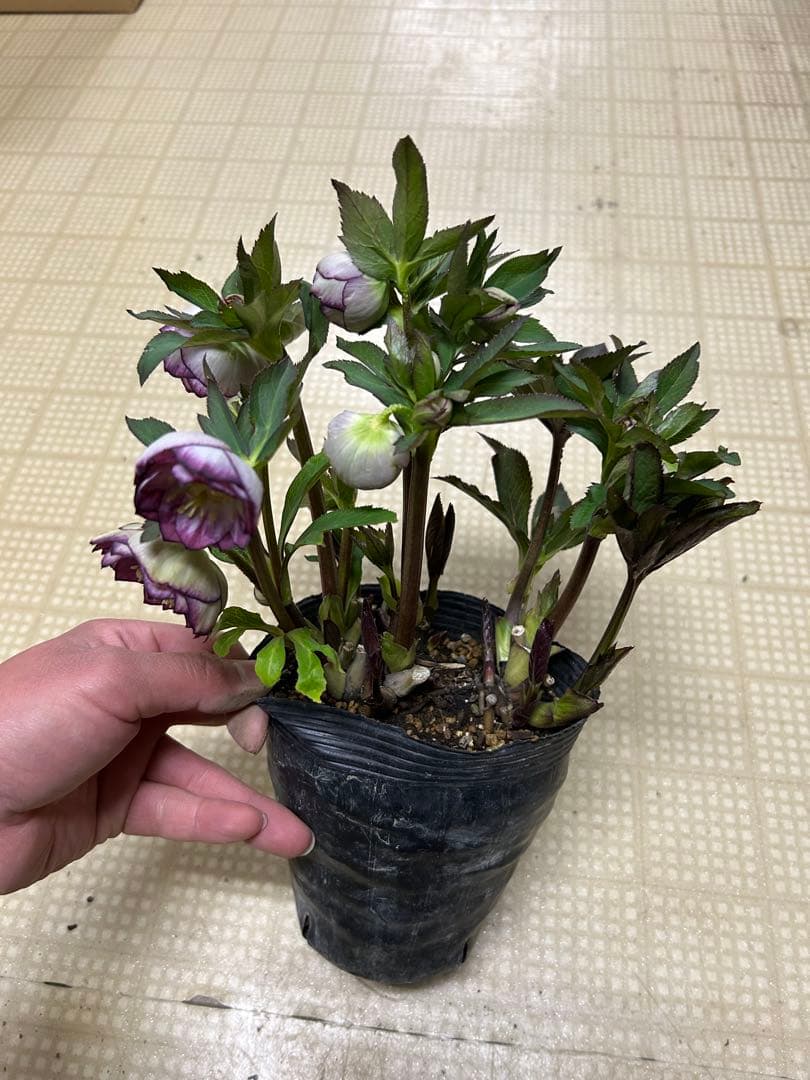 レッドエンジェル×レッドエンジェル交配 加藤農園 クリスマスローズ 同梱可能