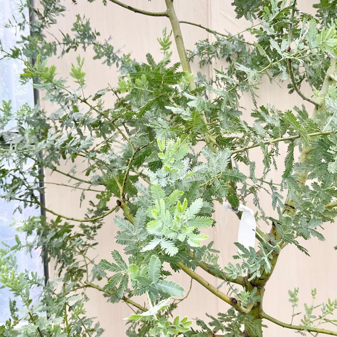 ミモザアカシア　特大品　現地引き取りor 配達品