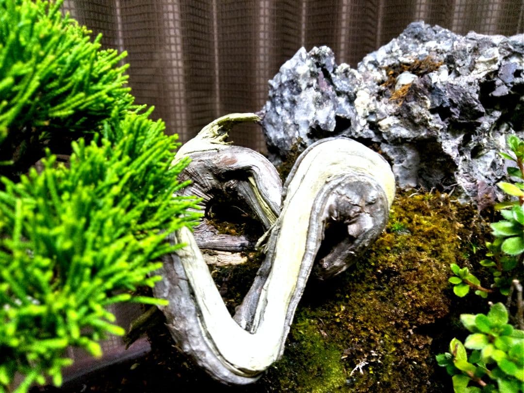 【石付　糸魚川真柏盆栽】　　　価値を理解出来れば上級者