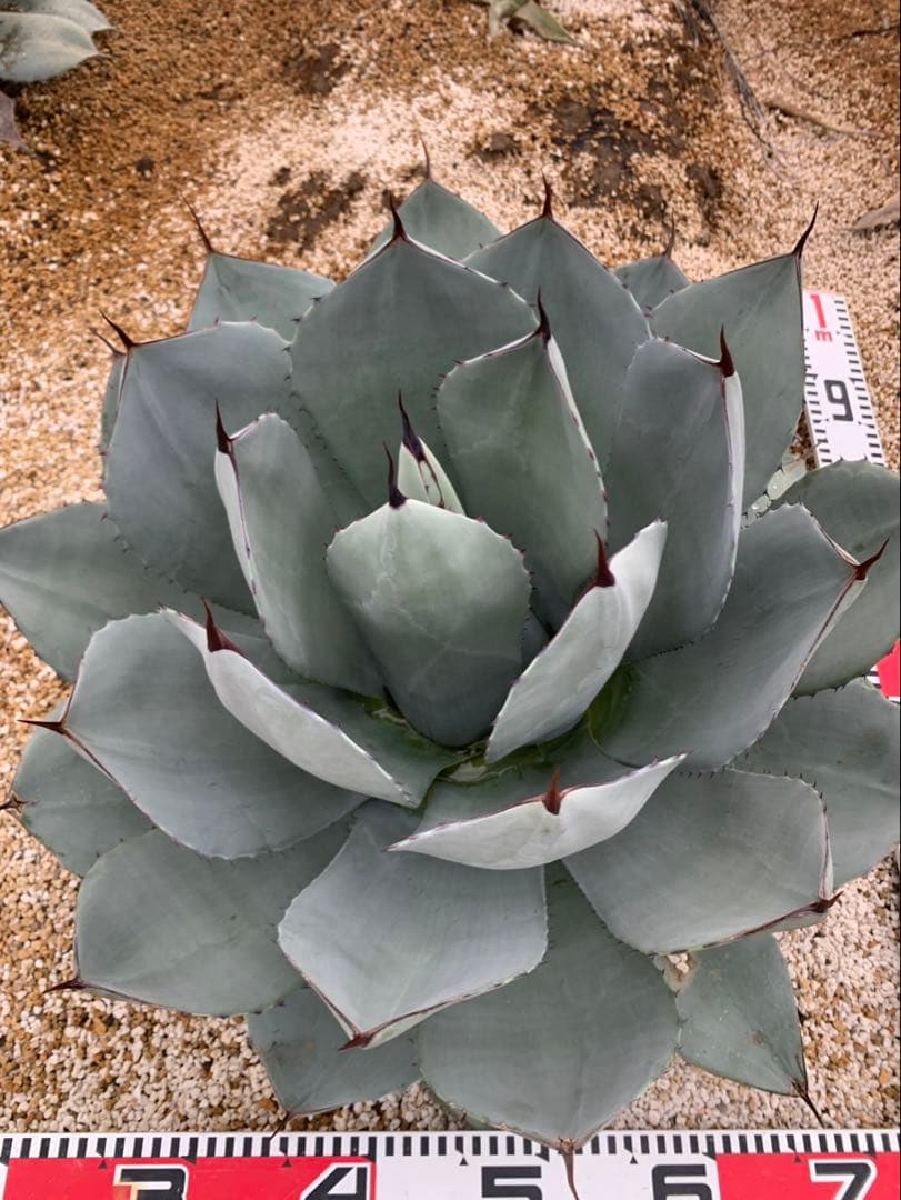 アガベ　トランカータ　大株