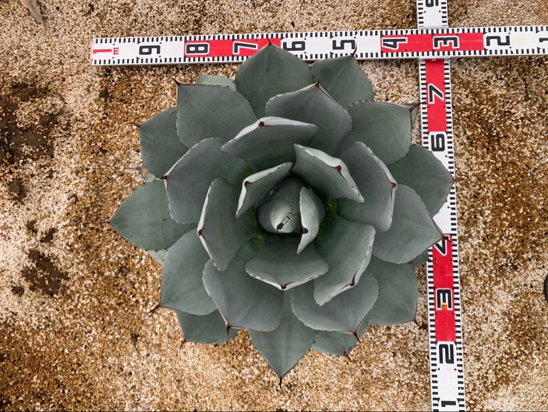 アガベ　トランカータ　大株
