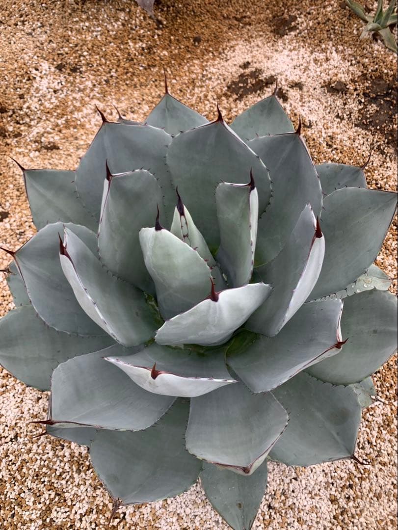 アガベ　トランカータ　大株