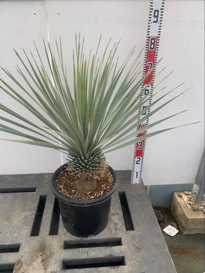 ユッカ　ロストラータ　30