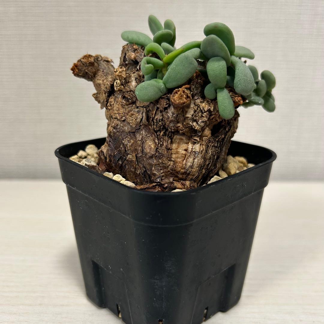 ケラリア・ピグマエア　発根済み　現地球