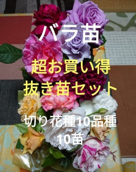 バラ苗(入手困難切り花種) 超お買い得 抜き苗10品種10苗セット