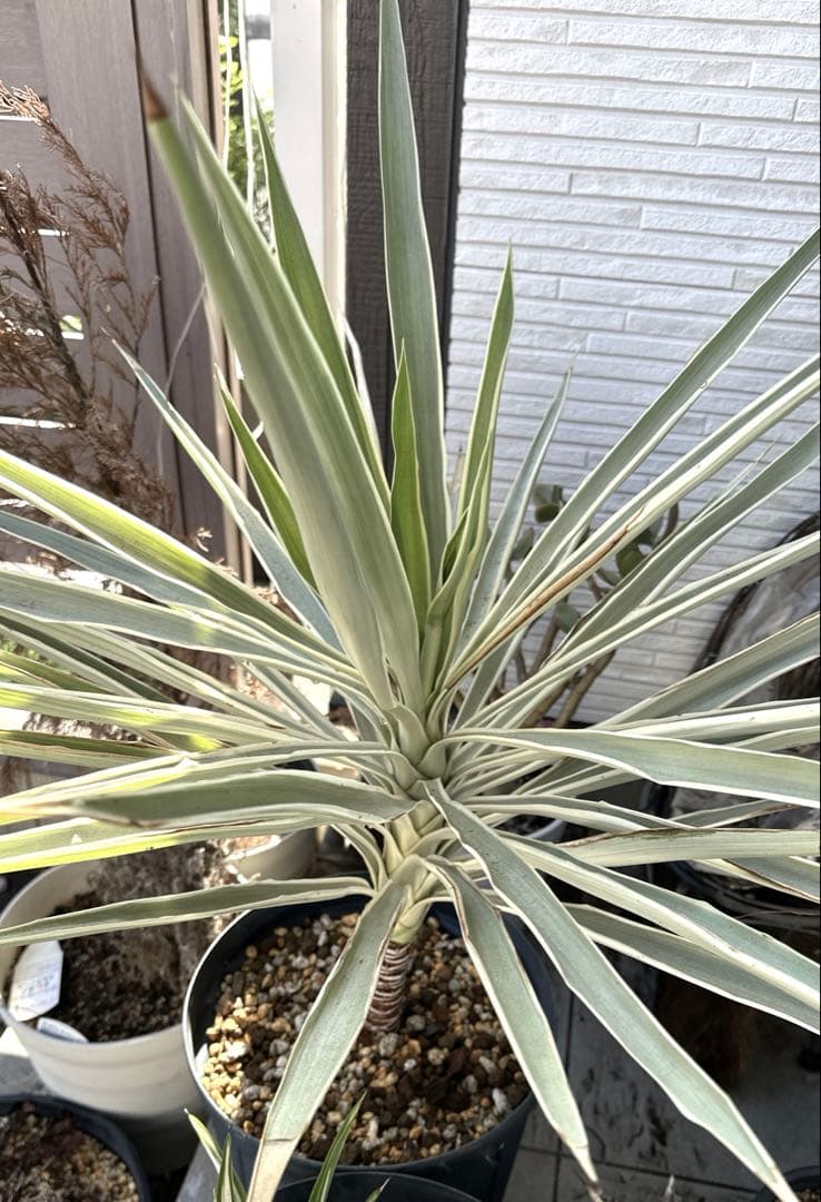 超レア種ユッカ エレファンティペス ホワイトエンペラー プレミアムホワイト