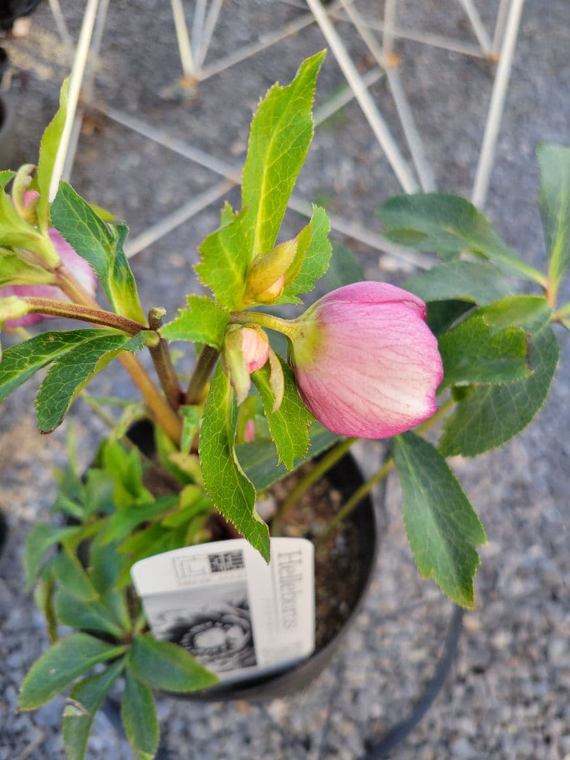 広瀬園芸　ピンクピコティぼかしDD　クリスマスローズ