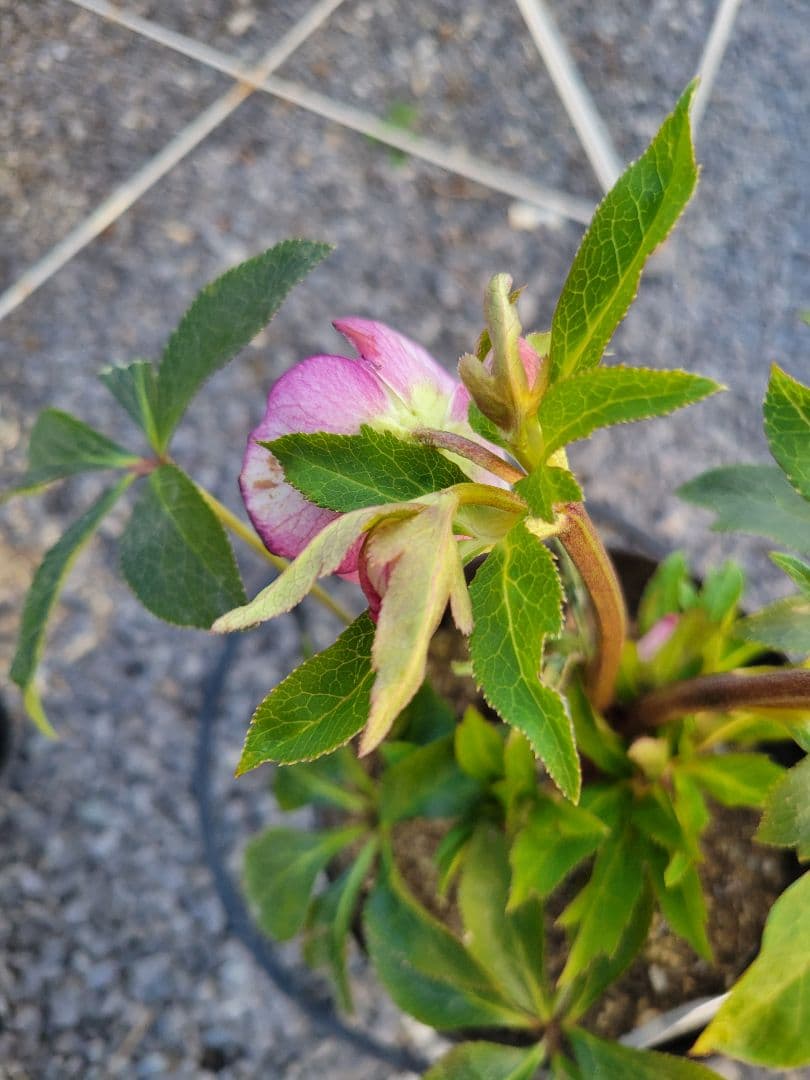 広瀬園芸　ピンクピコティぼかしDD　クリスマスローズ