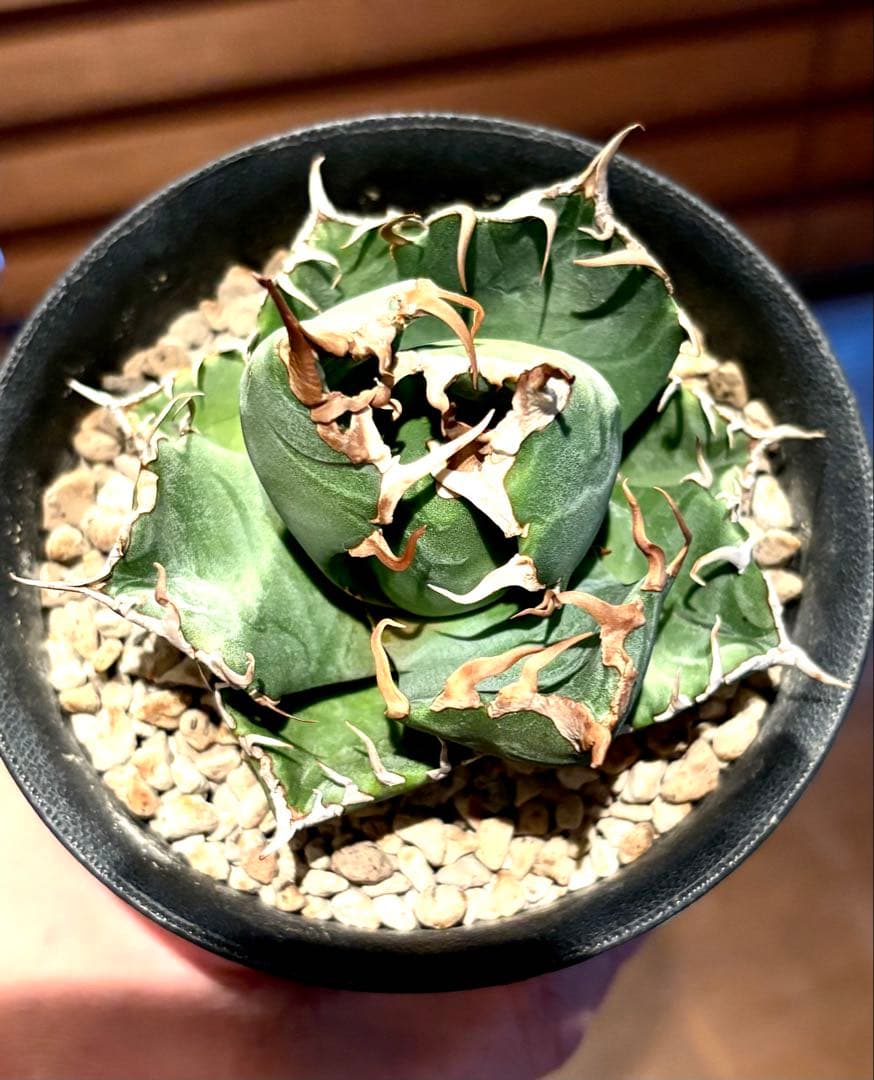 【コレクション株】アガベ　チタノタ　魔丸　No.4