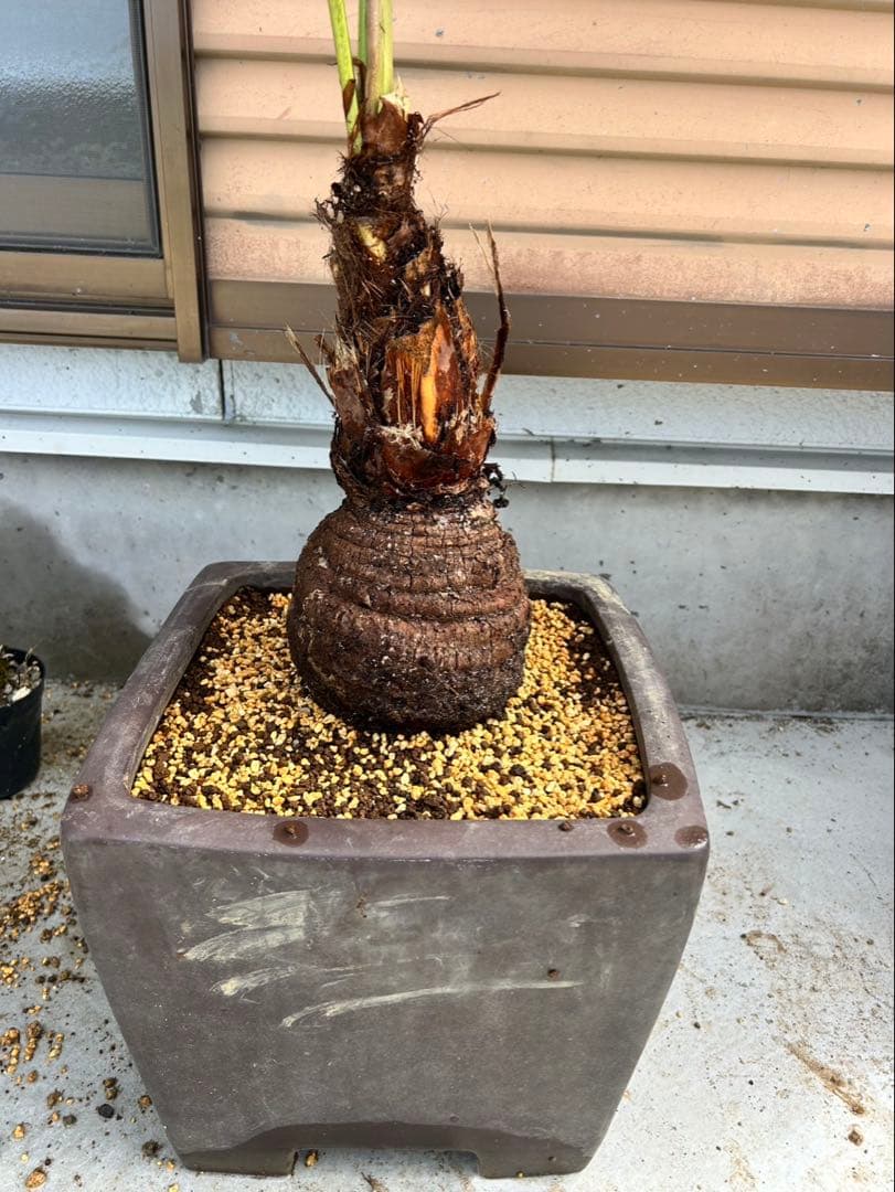 希少植物 玉クバ トックリビロウ