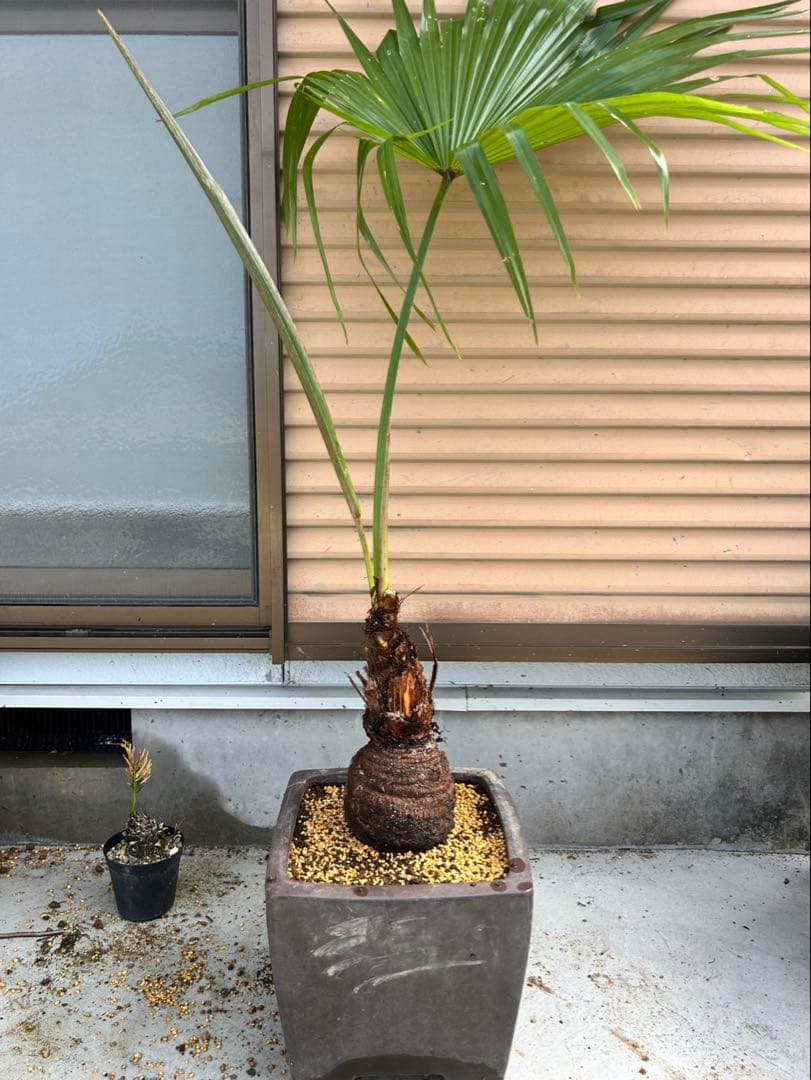 希少植物 玉クバ トックリビロウ